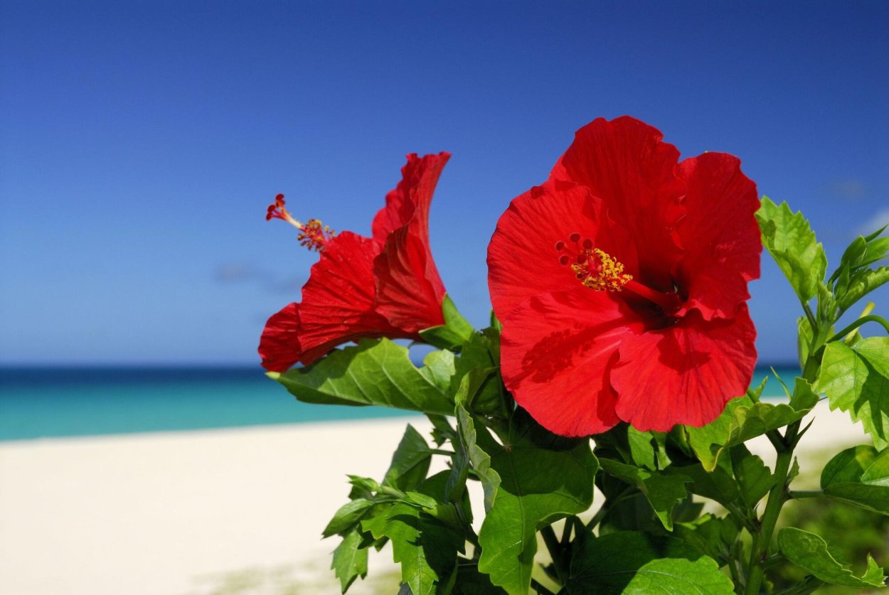 Камелиевый гибискус