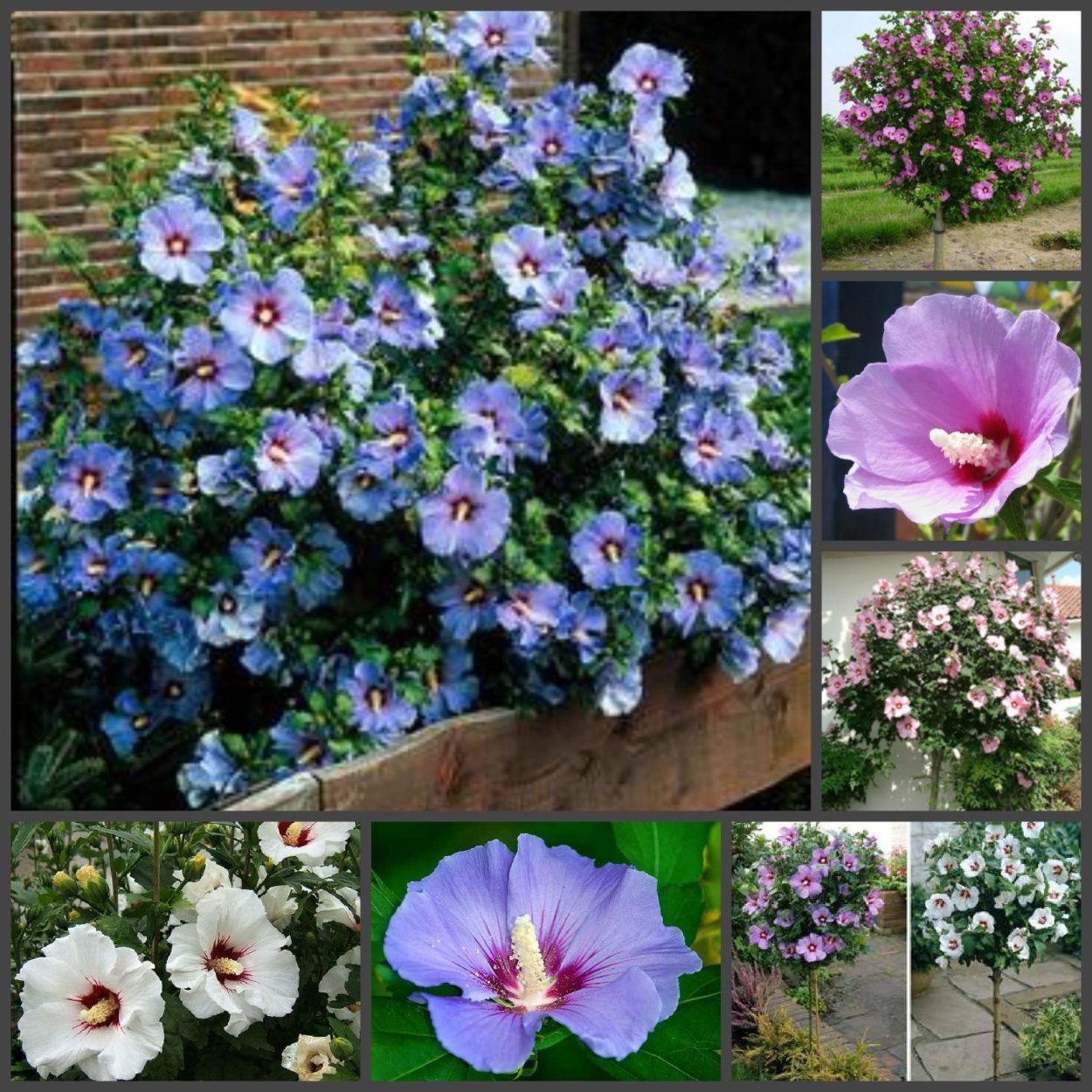 Гибискус терракотовый