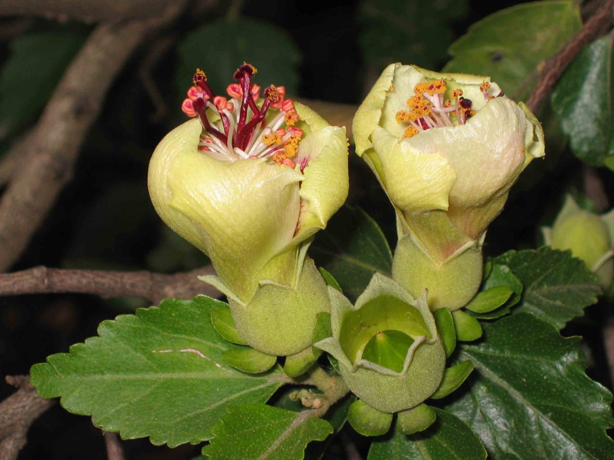 Королевский гибискус