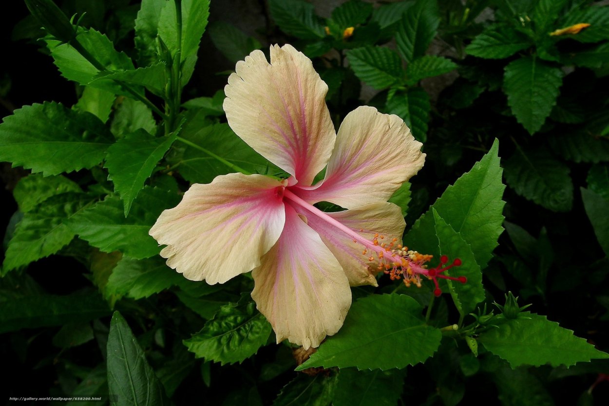 Гибискус комнатный