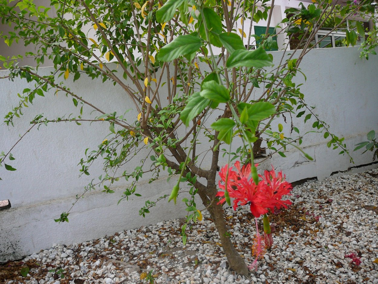 Каркаде (гибискус)