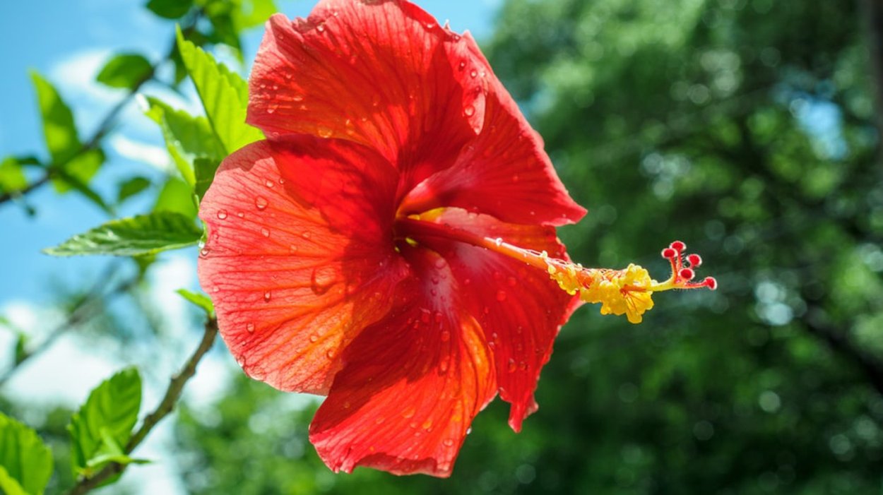 Гибискус комнатный чай