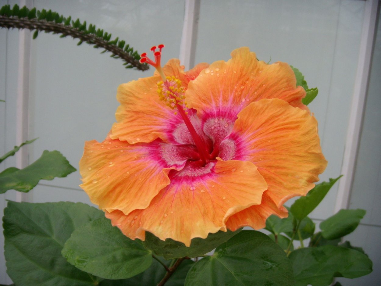 Гибискус сирийский микс