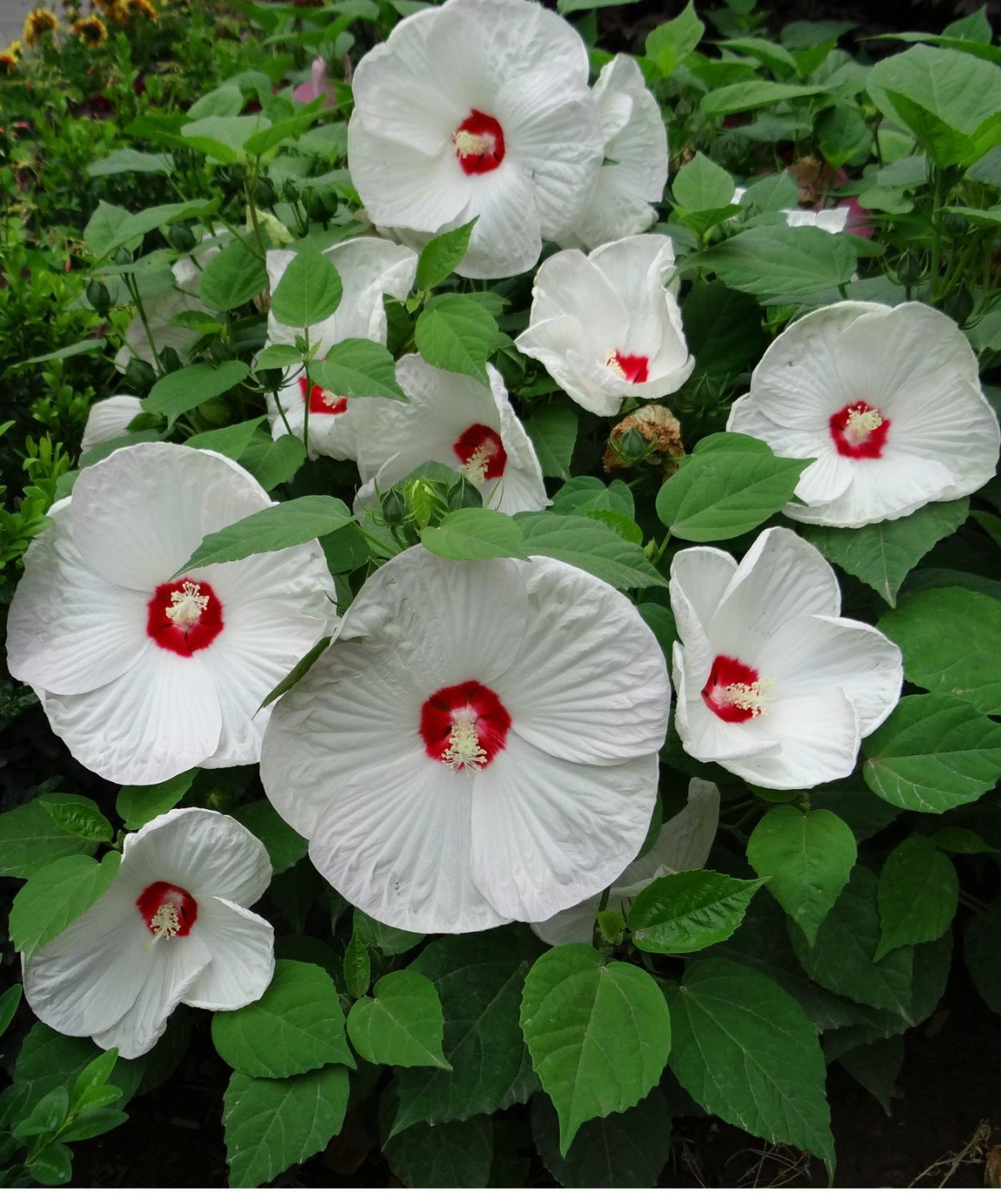 Разновидности гибискуса фото и названия