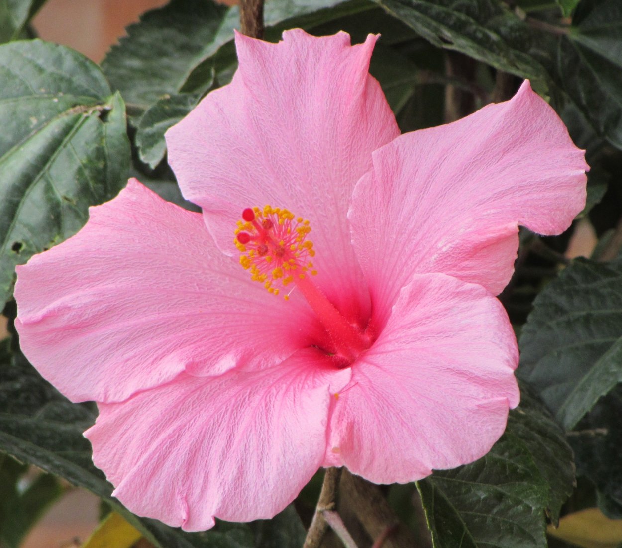 Мугунхва цветок