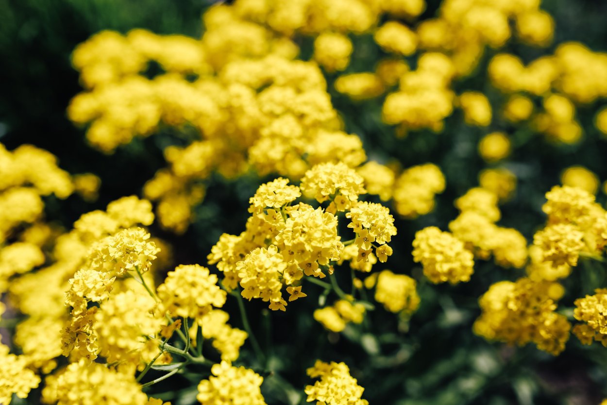 Мелкие желтые цветы