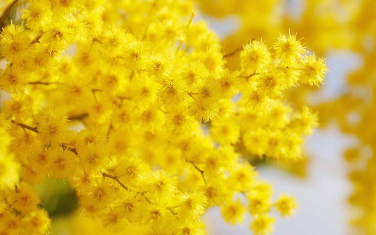 Весенние цветы желтые Мимоза