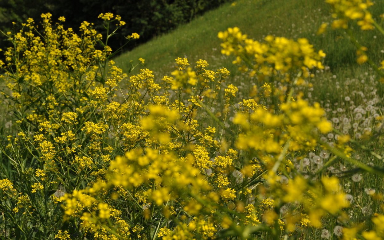 Маленькие желтые цветочки полевые