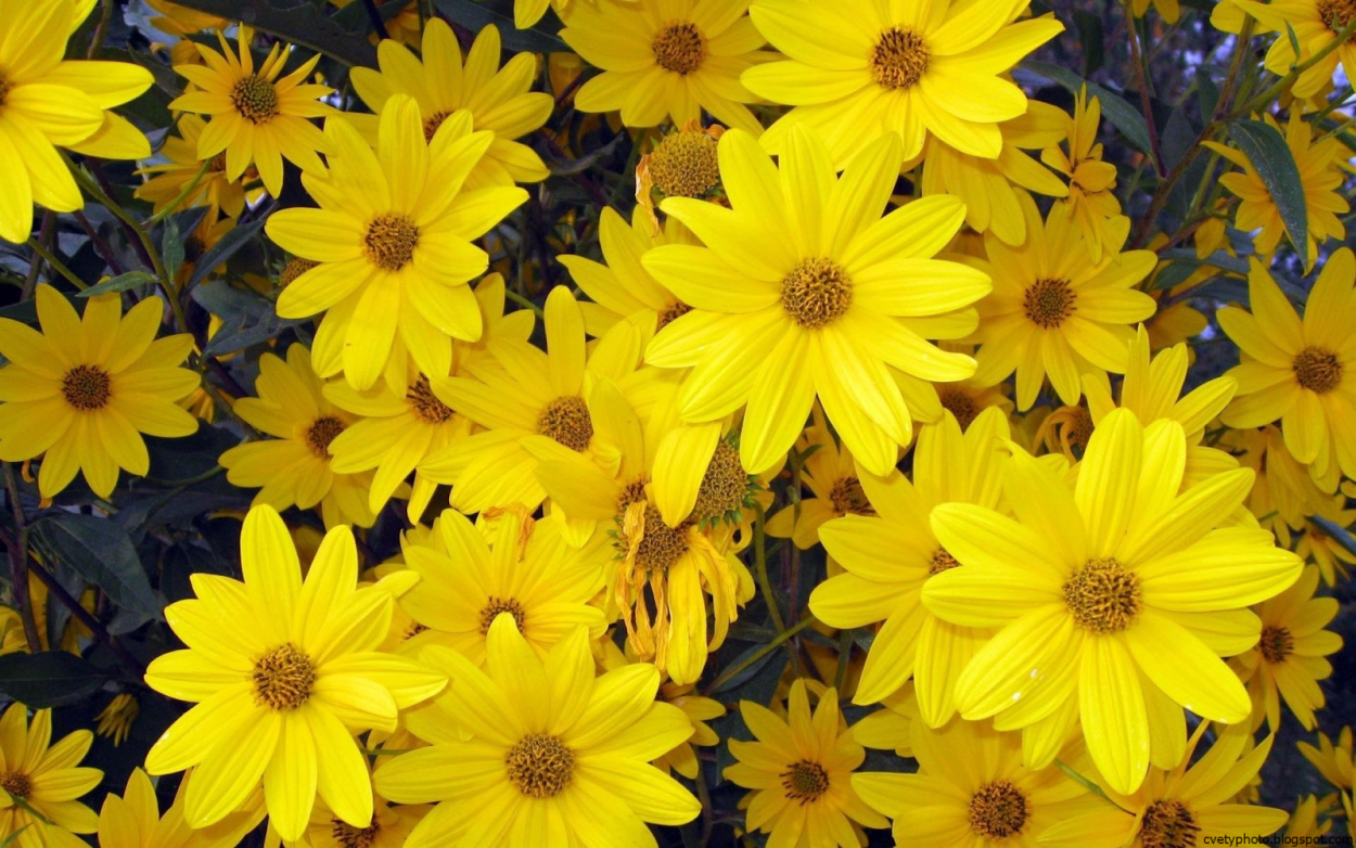 Желтая Ромашка гелиопсис