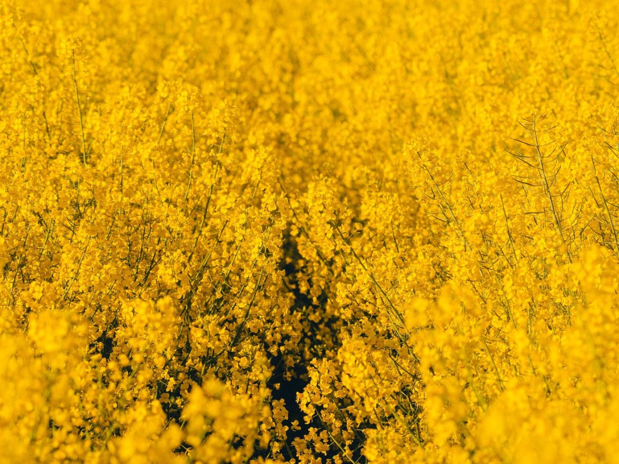 Желтые фото