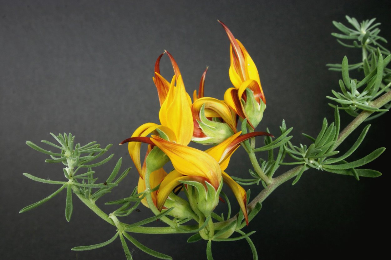 Лядвенец Лотус пятнистый