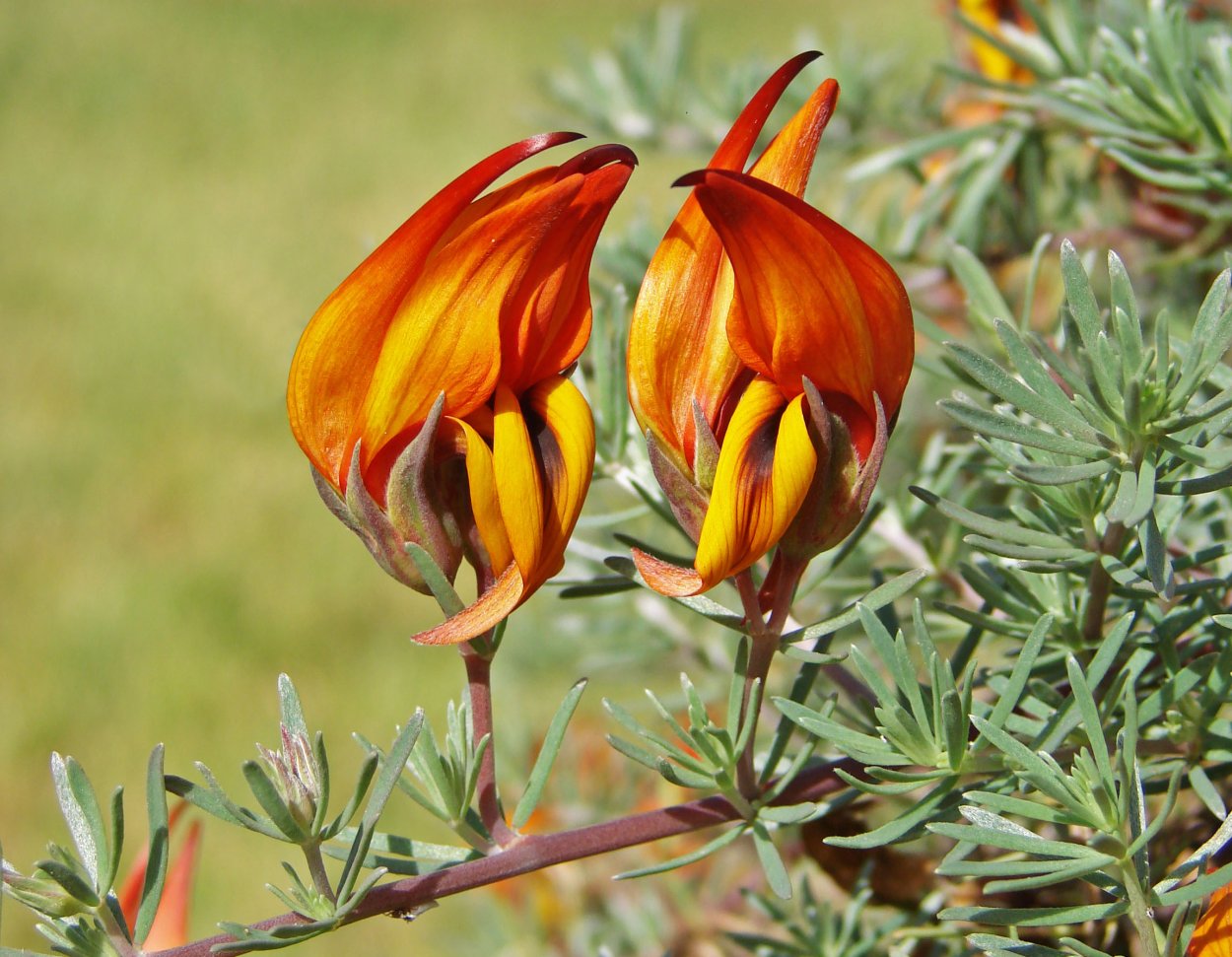 Лядвенец пятнистый