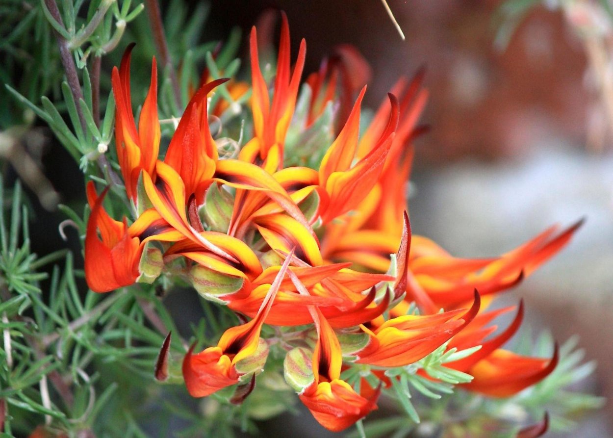 Лядвенец Лотус пятнистый