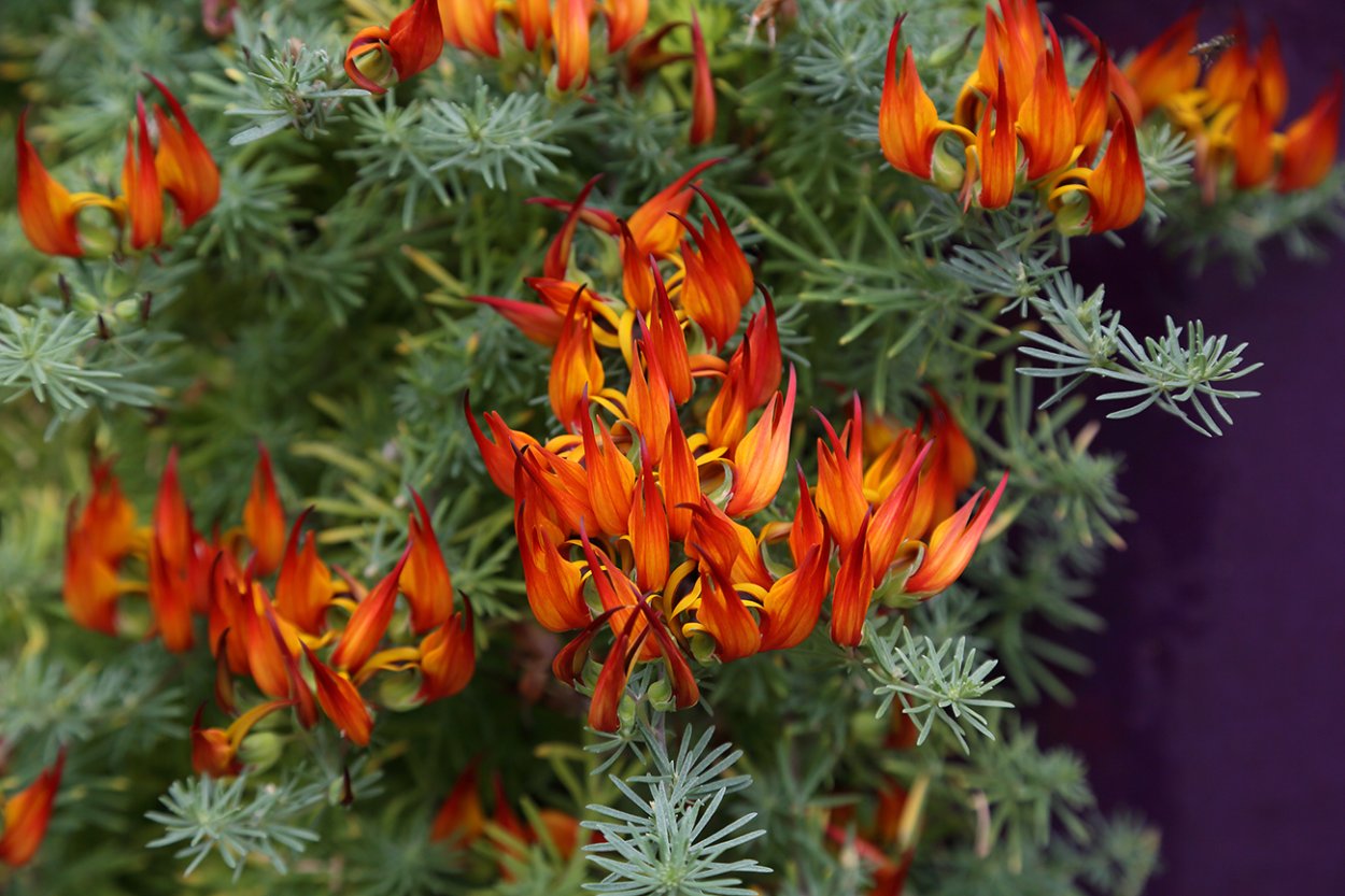 Лядвенец Лотус пятнистый