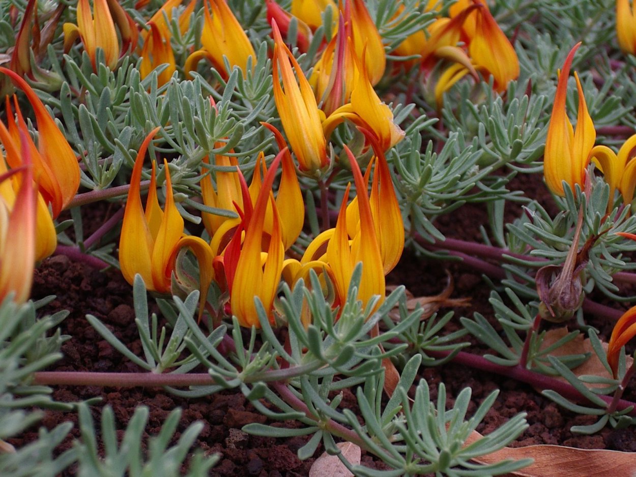 Лядвенец пятнистый