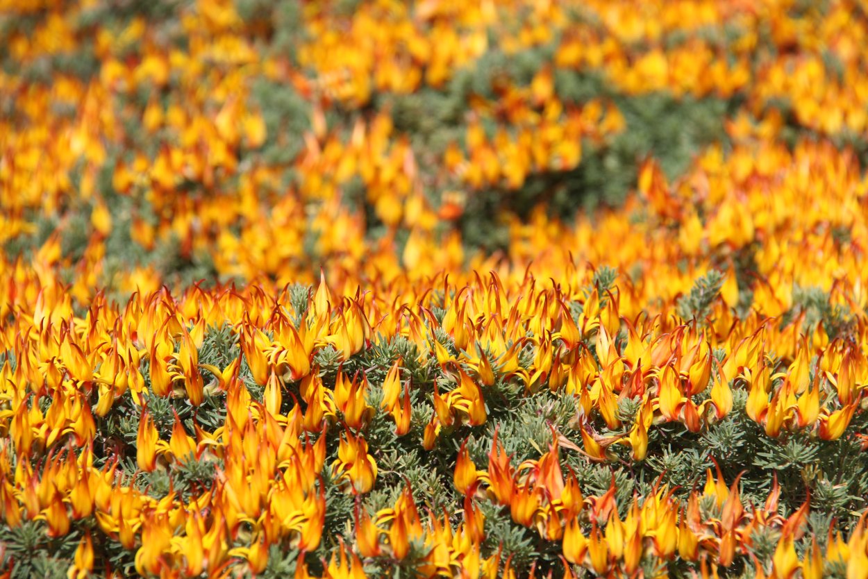 Клюв попугая цветок