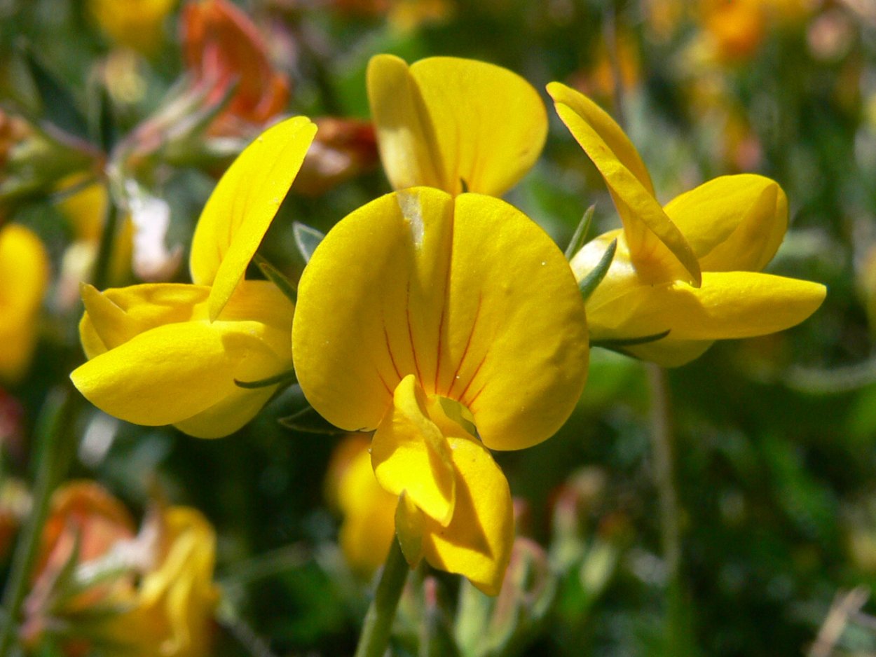 Лядвенец рогатый Lotus corniculatus