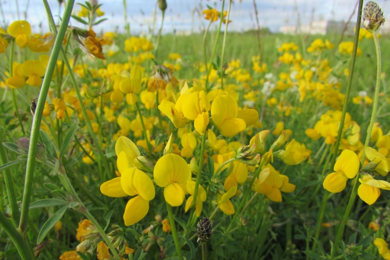 Чина (Lathyrus) широколистная