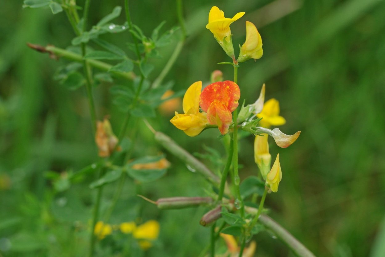 Лядвенец Крылова растение