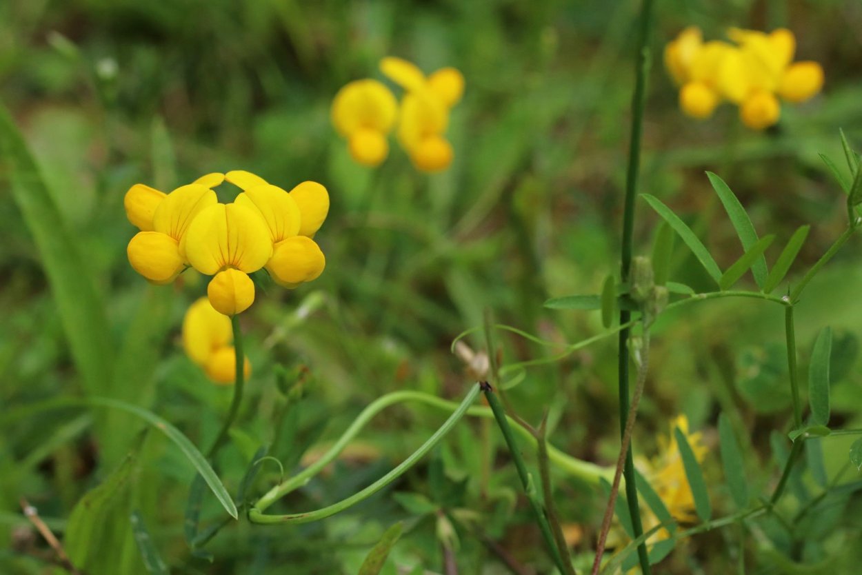 Lotus corniculatus