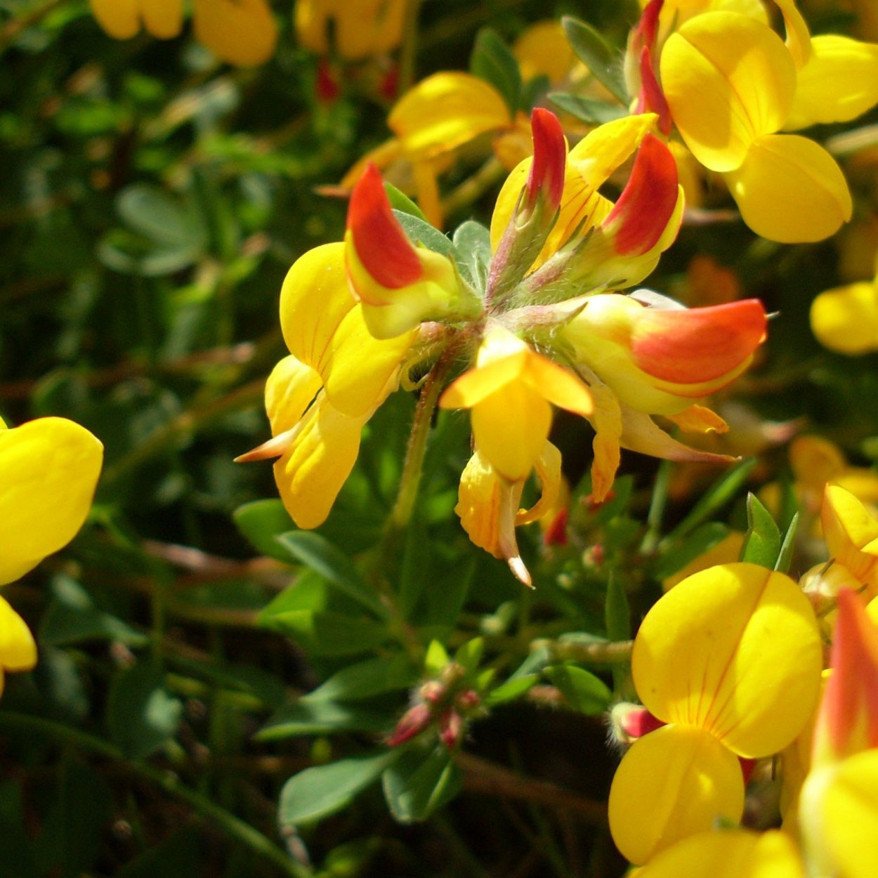Лядвенец рогатый Lotus corniculatus