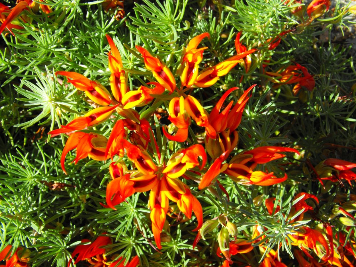 Лядвенец пятнистый