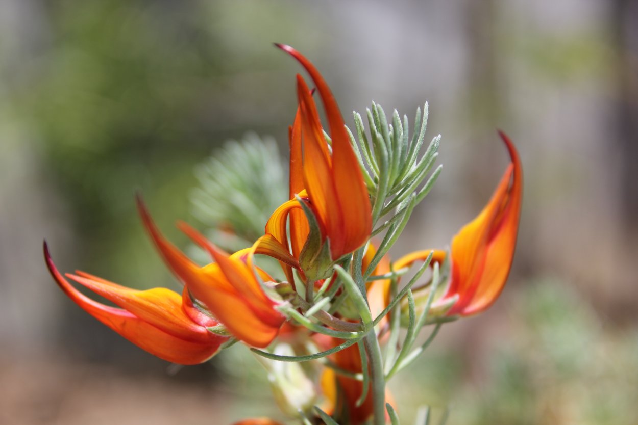 Лотус «клюв золотого попугая»