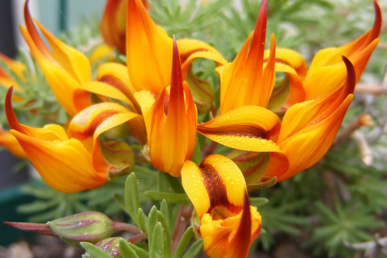 Лядвенец Лотус пятнистый