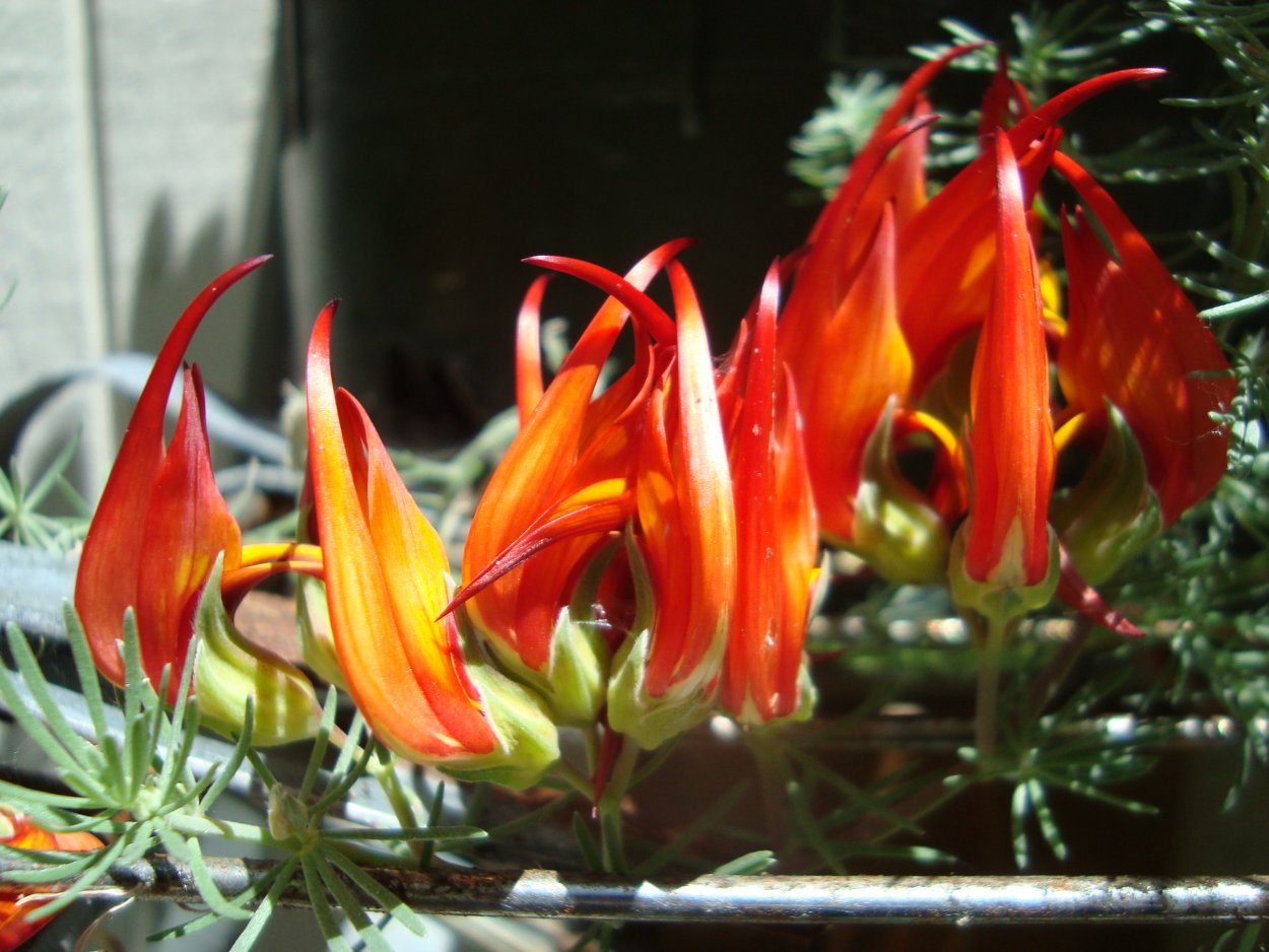 Лядвенец Лотус