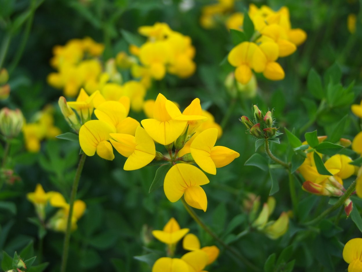 Лядвенец рогатый Lotus corniculatus