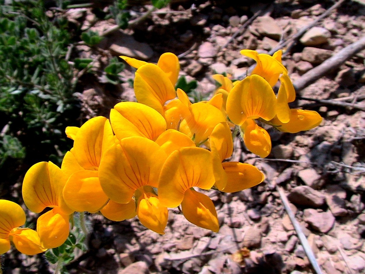 Лядвенец рогатый Lotus corniculatus