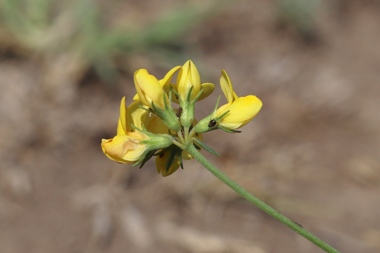 Лотус Корникулатус