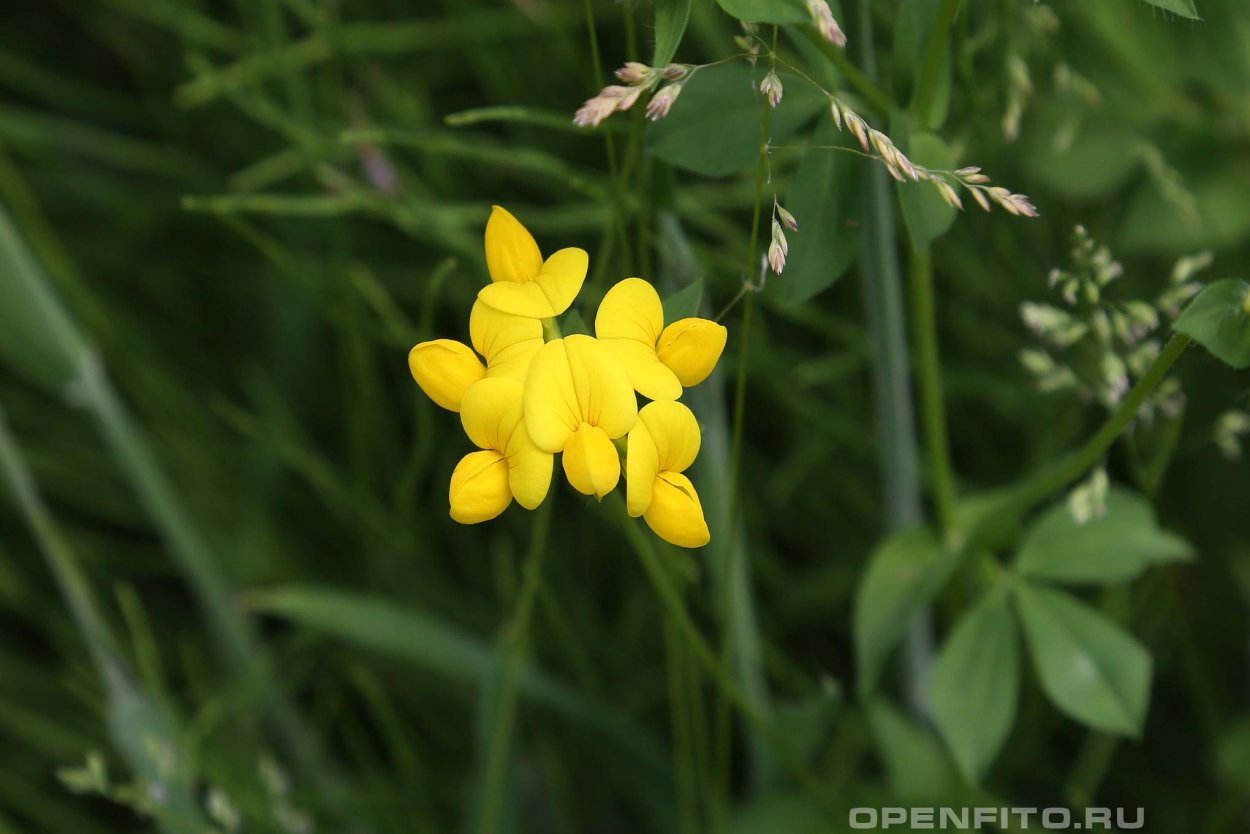 Лядвенец рогатый (Lotus corniculatus l.)
