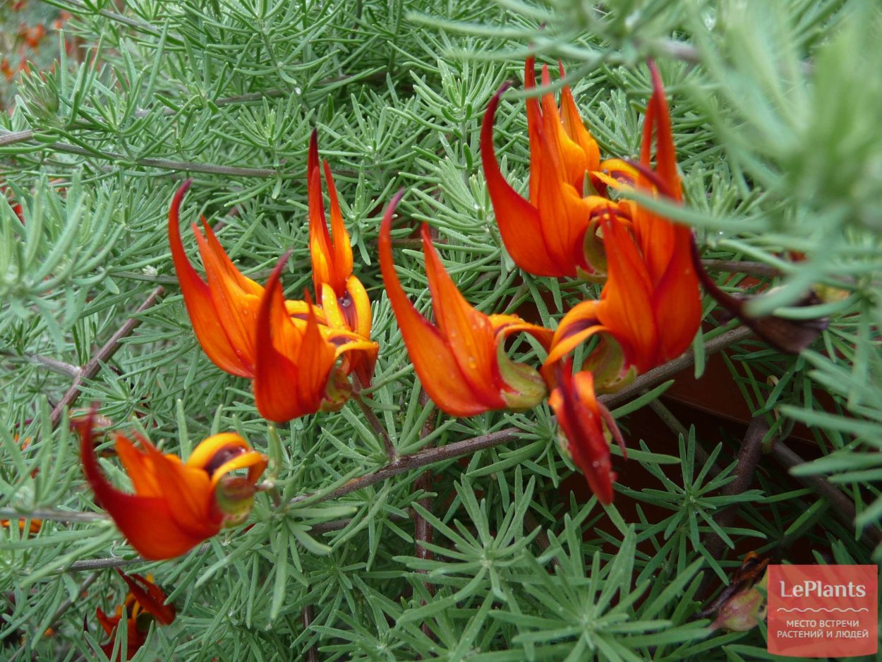 Лядвенец Лотус пятнистый