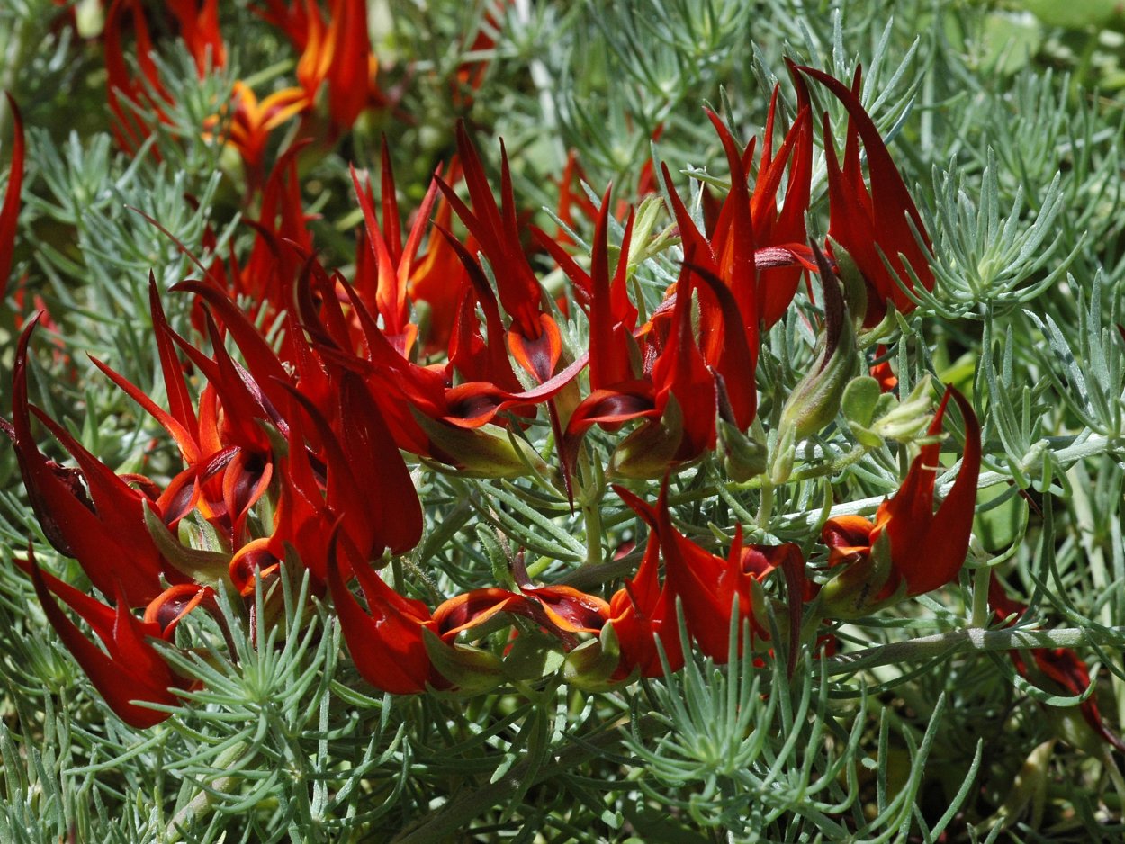 Лядвенец Лотус пятнистый