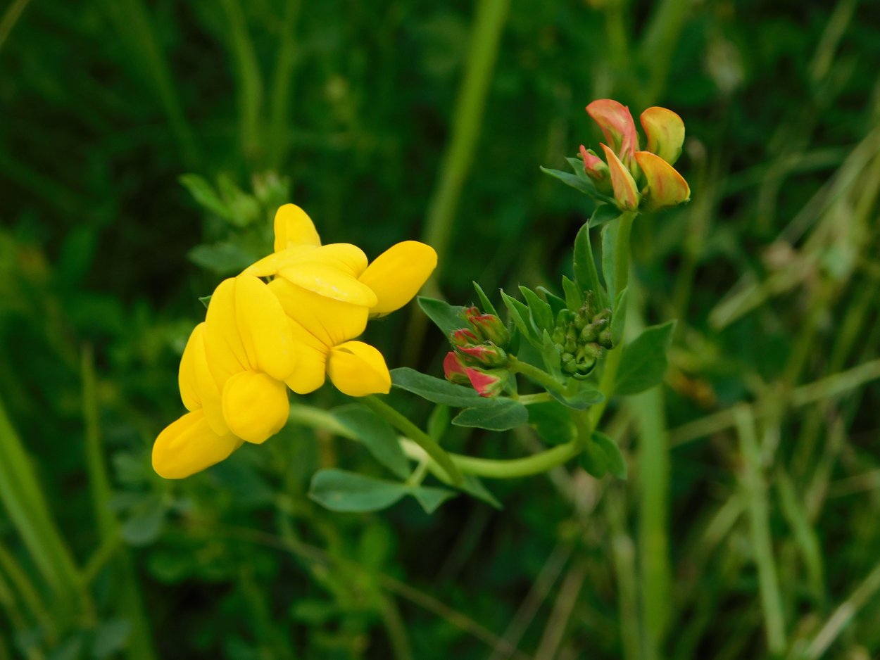 Лядвенец рогатый (Lotus corniculatus l.)