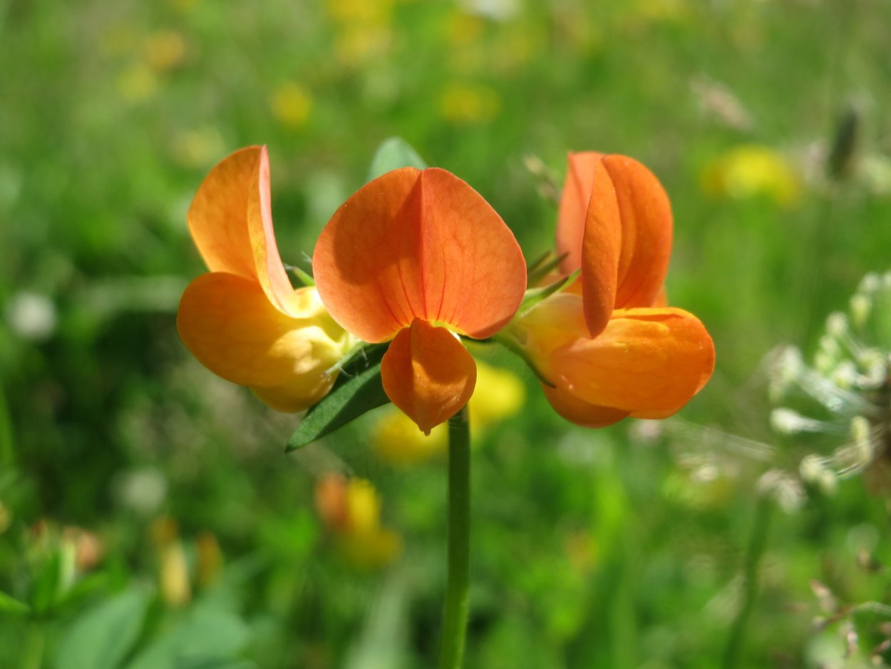 Лядвенец Lótus