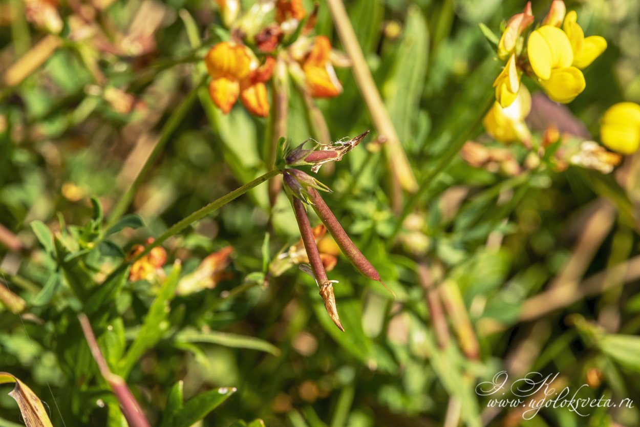 Лядвенца рогатого (Lotus corniculatus)