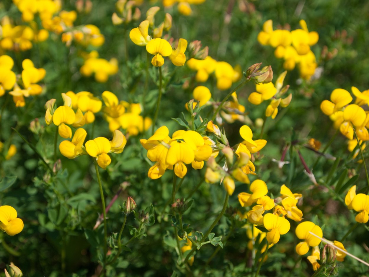 Лядвенец рогатый (Lotus corniculatus l.)