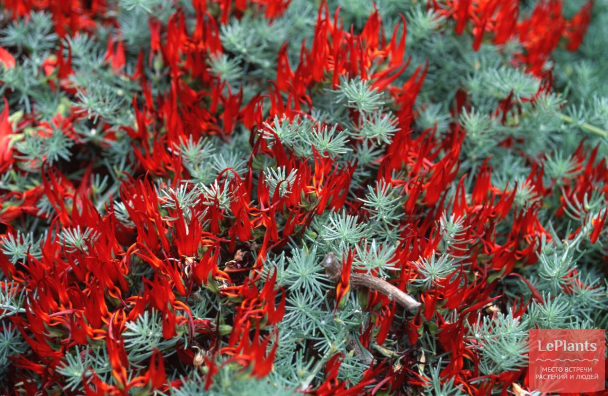 Растение Лядвенец Бертелота