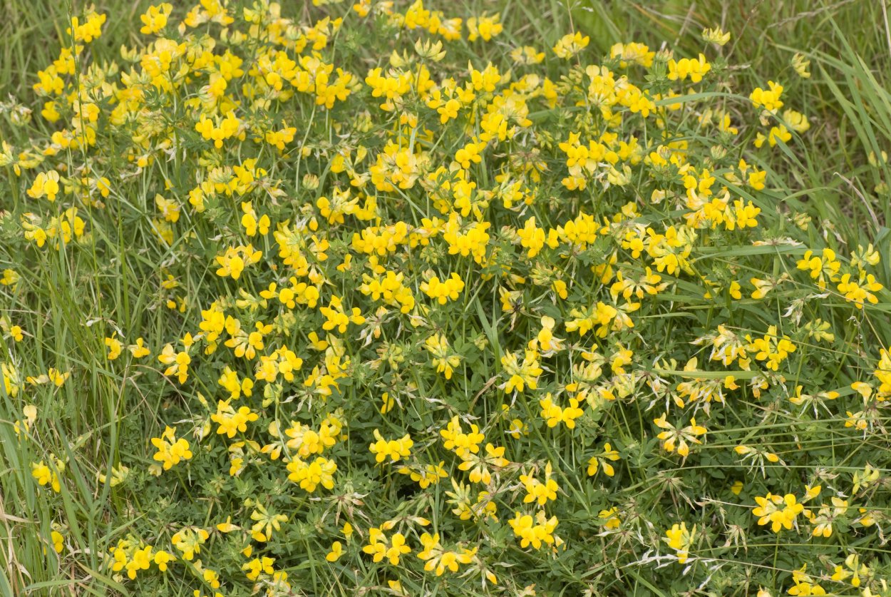 Лядвенец Жигулевский