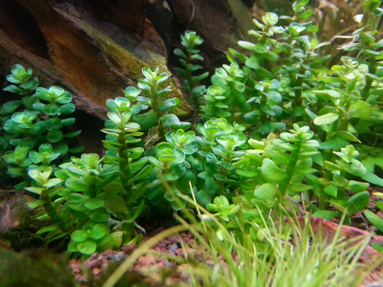ARTUNIQ Ammannia gracilis 10-12