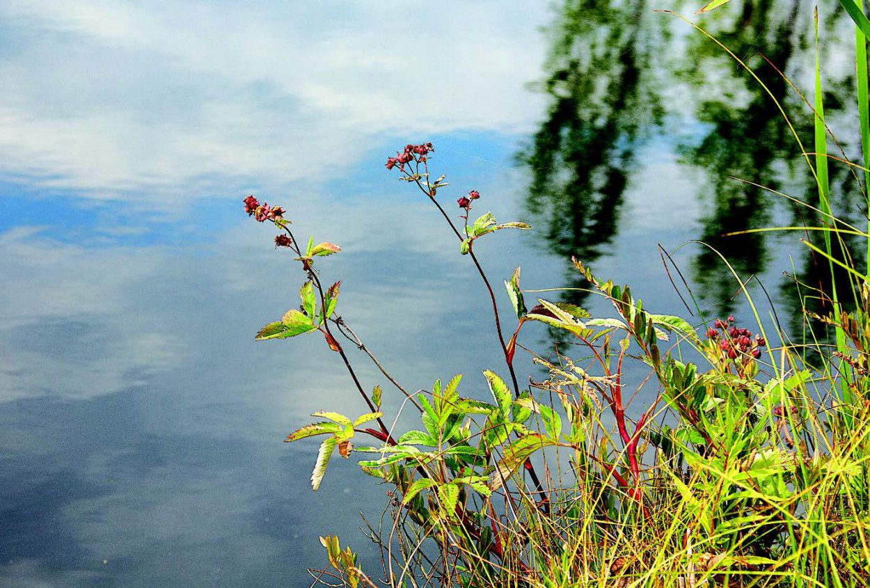 Сабельник растение болот болотный