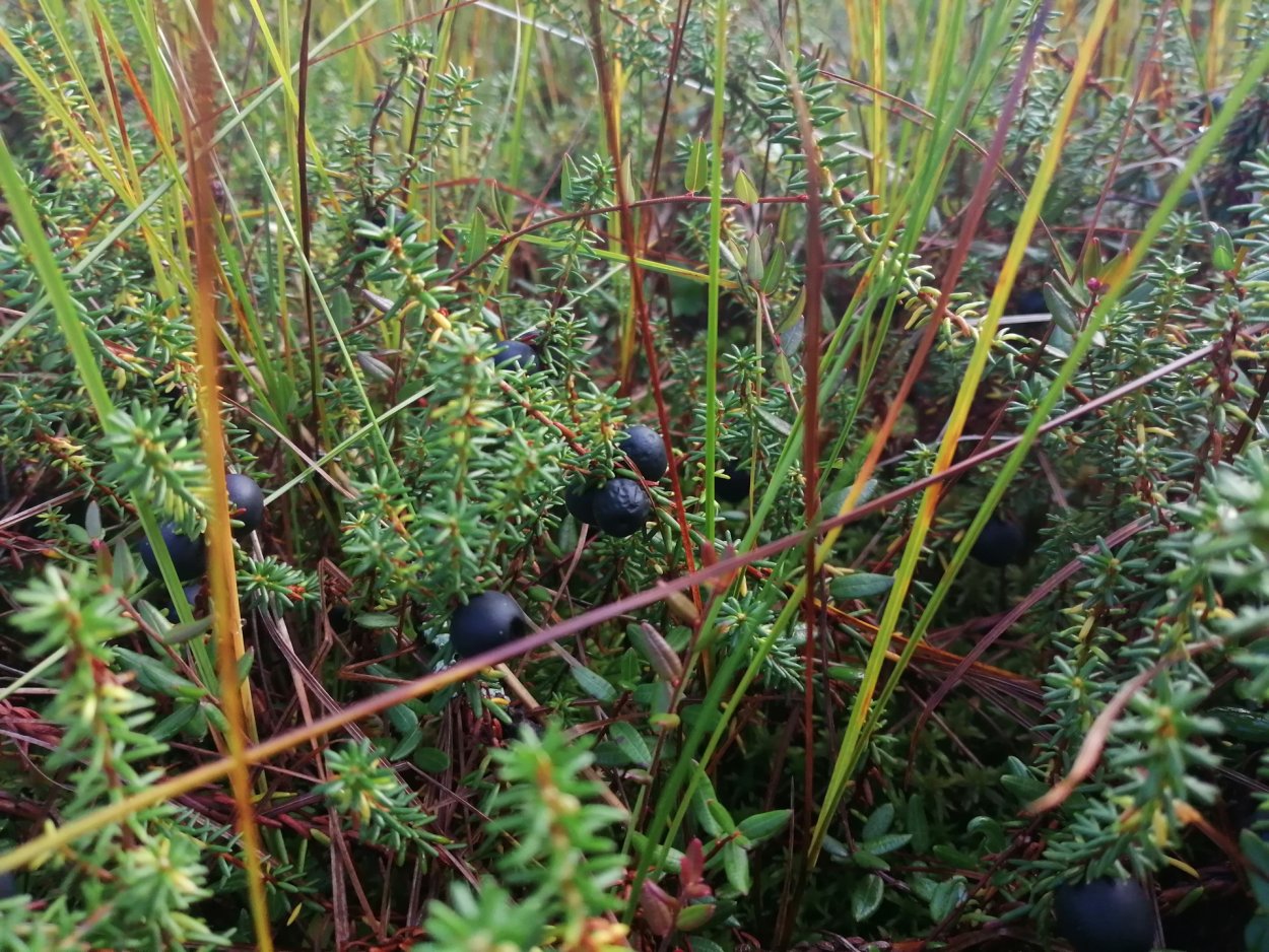 Кустарник растущий на болотах