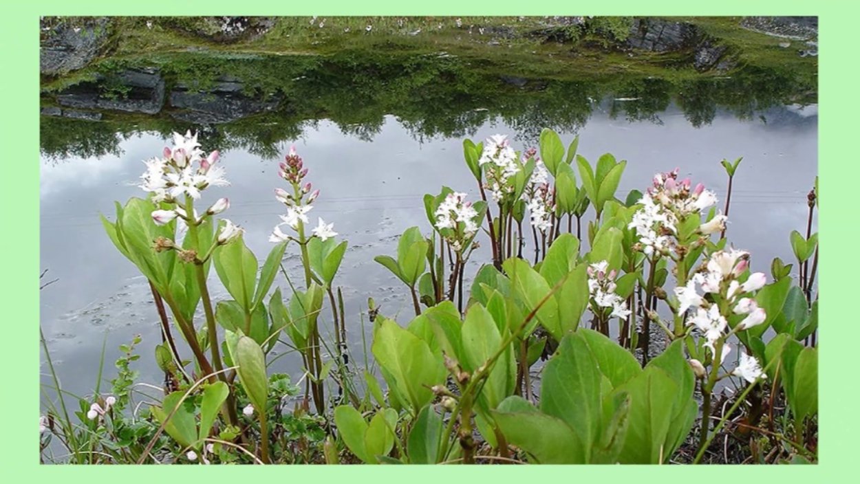 Вахта трехлистная (Menyanthes trifoliata)