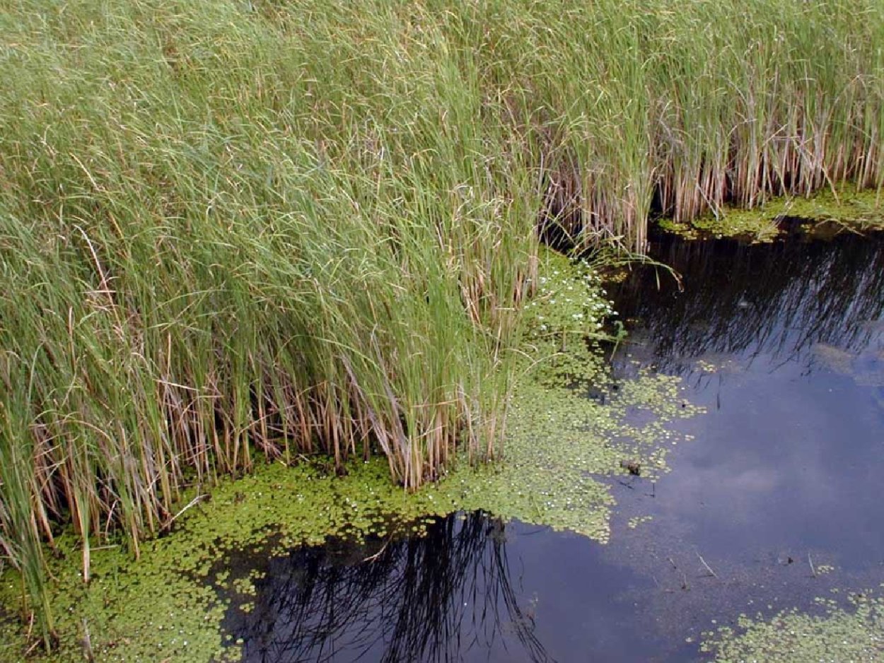 Пруд Ряска Болотная