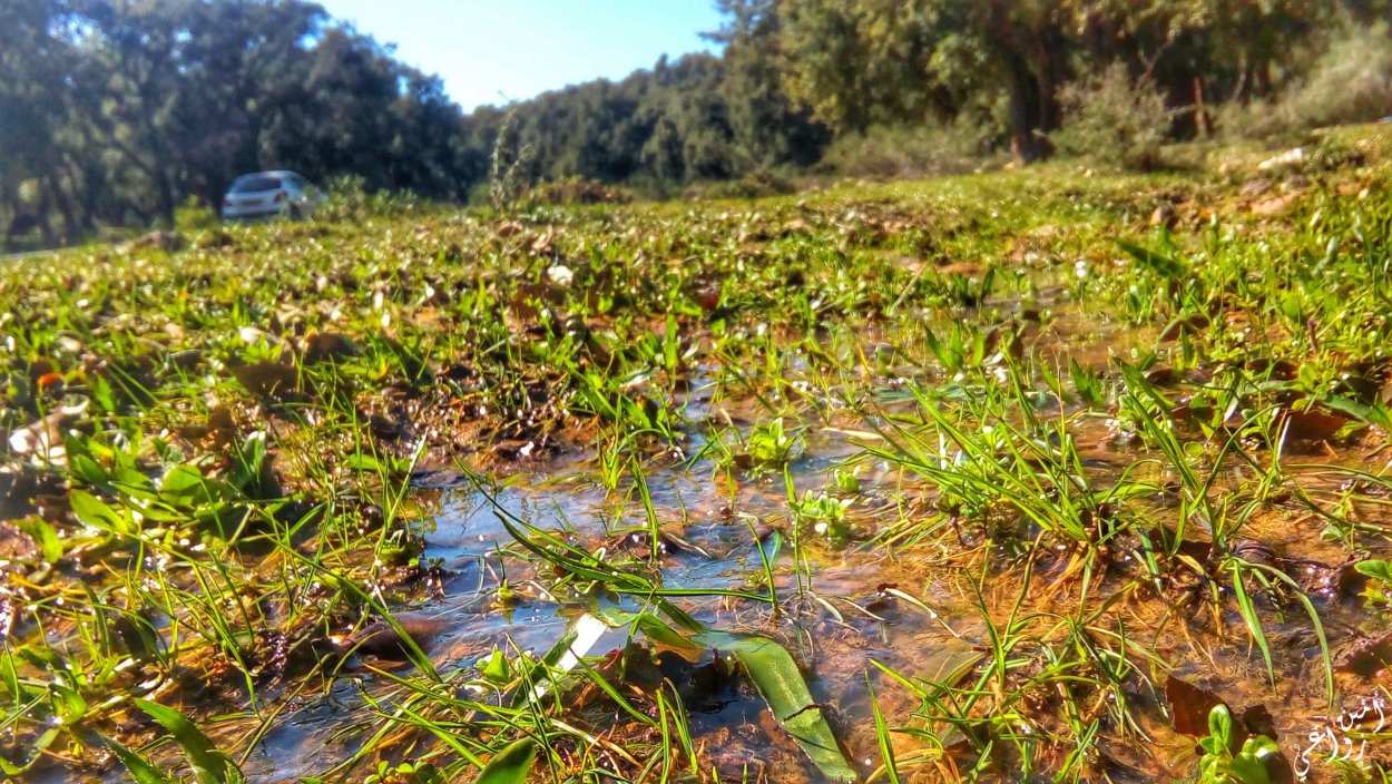Растения болотистой местности