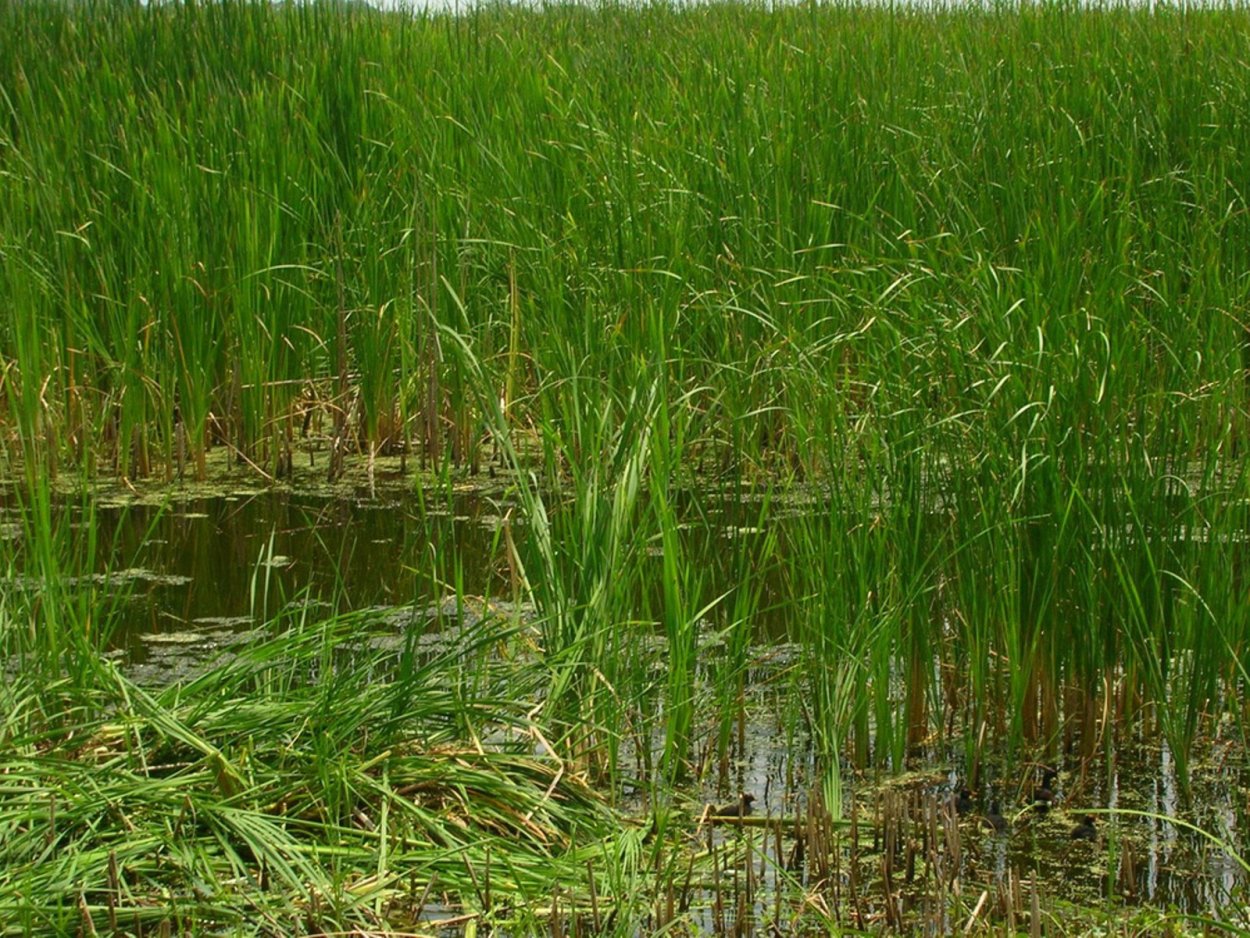 Осока Болотная