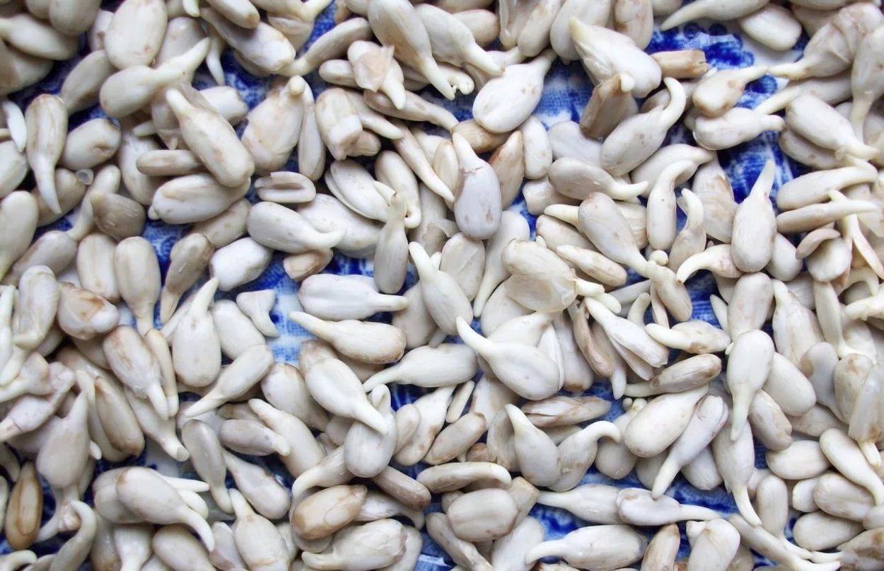 Проростки семечки