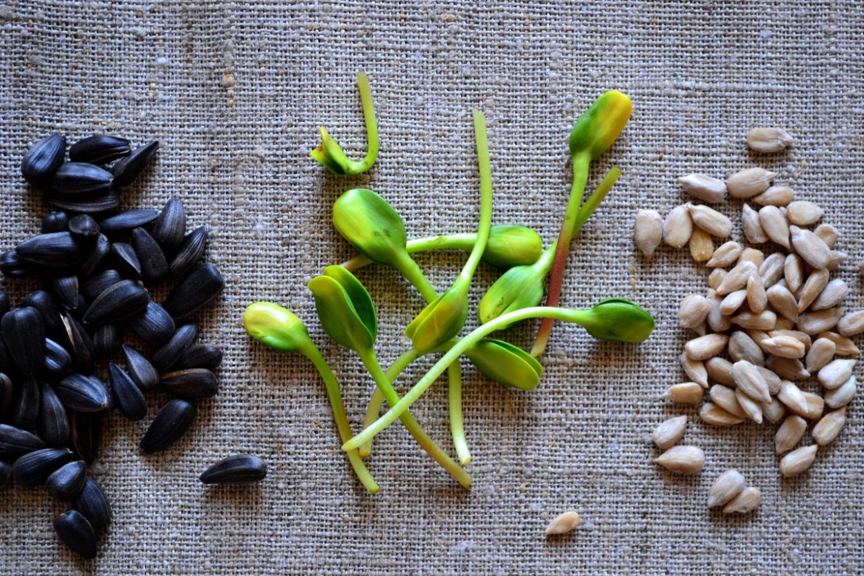 Всходы сои семядоли